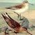Broad-billed Sandpiper